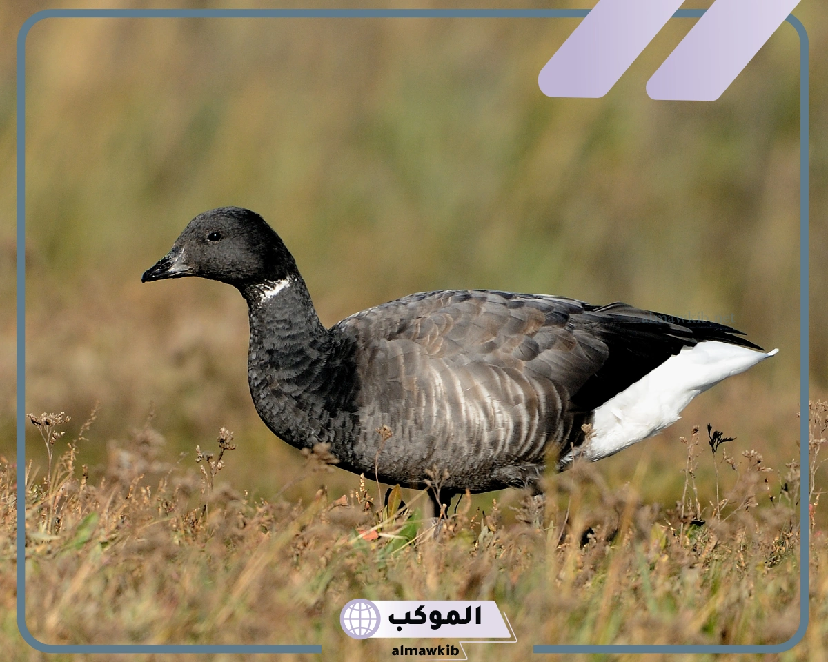 الوز العراقي