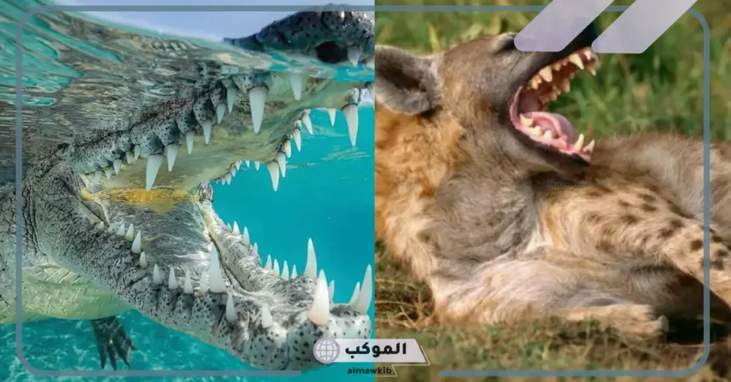 ما هو ترتيب أقوى فكوك الحيوانات