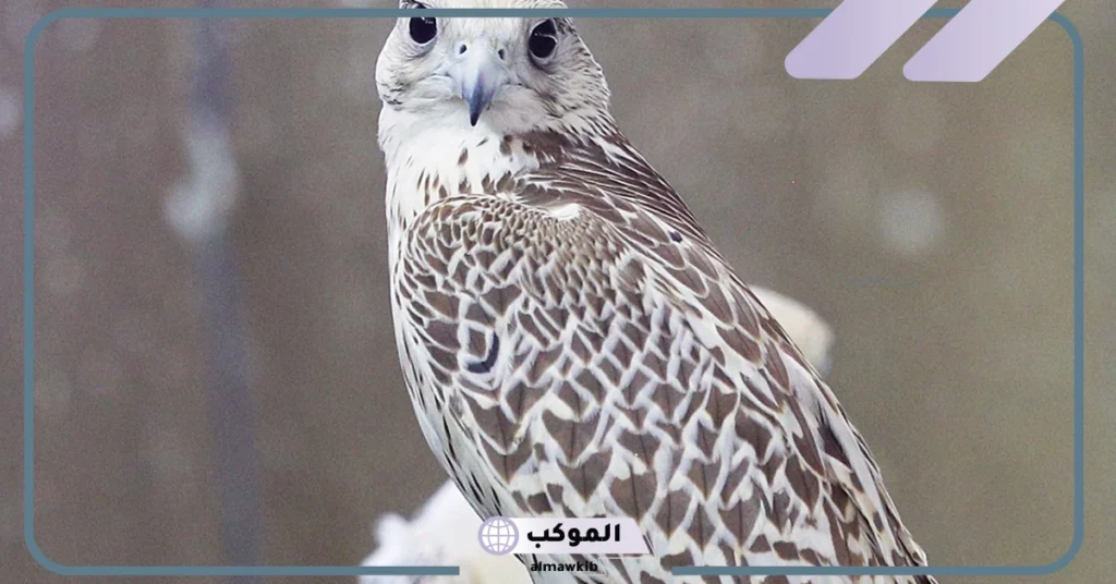 ماذا يأكل الصقر 