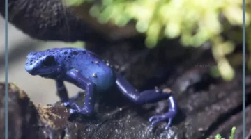 أين يعيش الضفدع