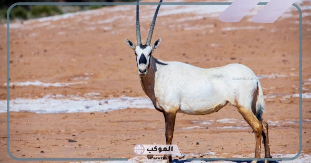 أنواع الحيوانات المهددة بالانقراض في السعودية والطيور 5 من أسباب تعرض الحيوانات للانقراض