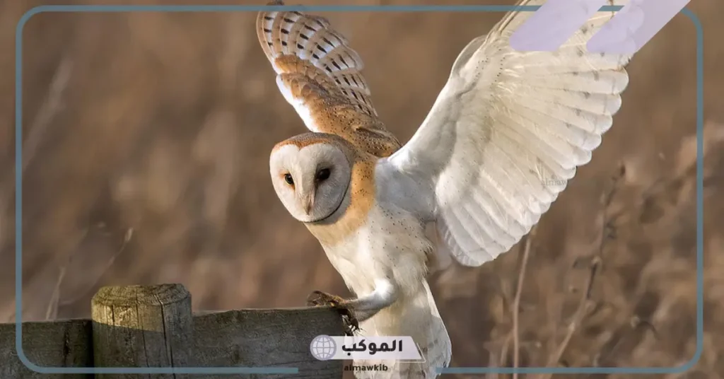 بومة الحظائر