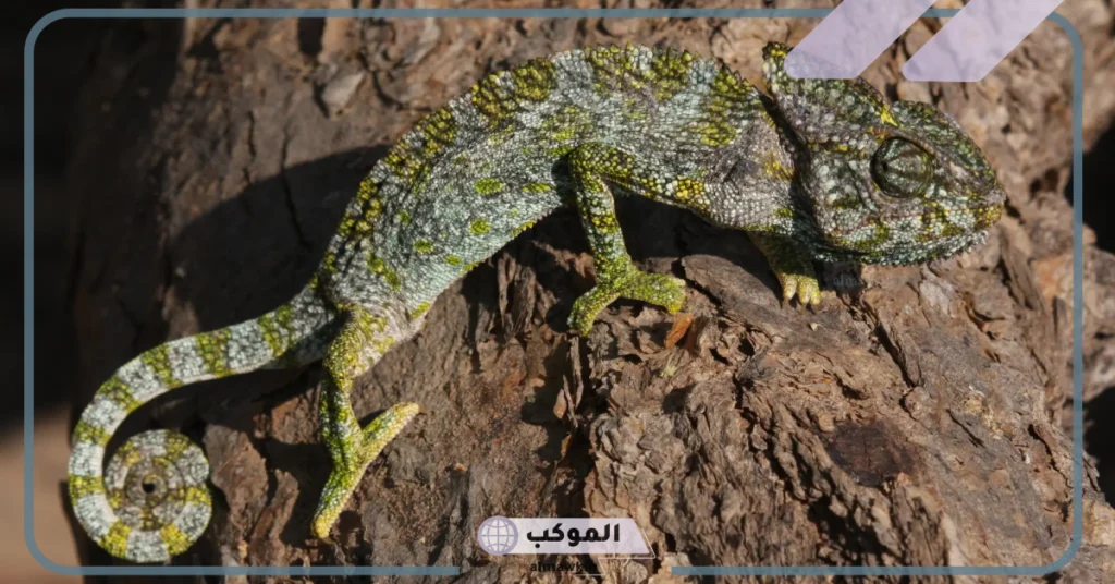 حيوانات تستطيع التخفي