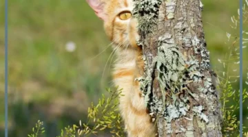 التخفي لدى الحيوان