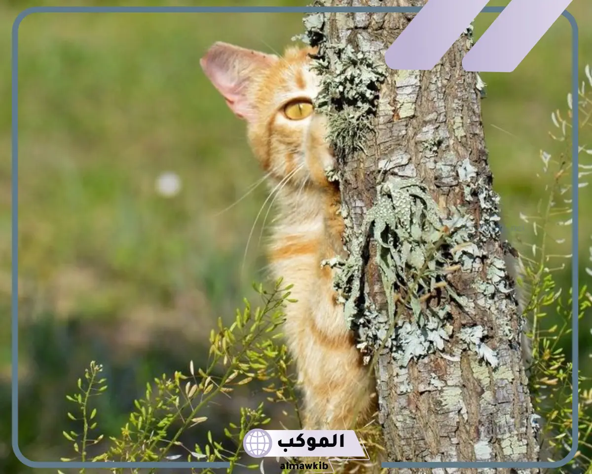 كيف تستخدم الحيوانات خاصية التخفي للبقاء حيه