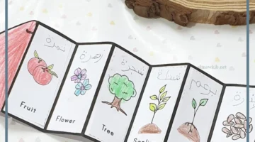 الترتيب الصحيح لدورة حياة شجرة التفاح