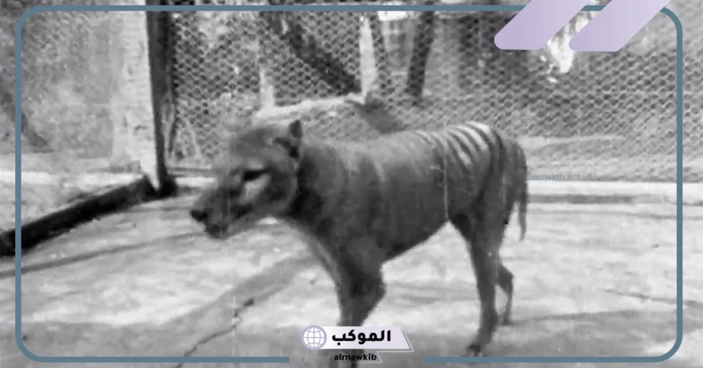 الثعلب التسماني هل هو منقرض؟ معلومات عن الثعلب التسماني 5 سبب انقراض الثعلب التسماني