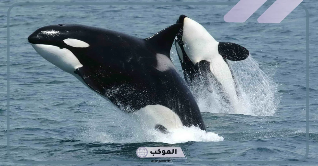 هل الحيتان أسرع من أسماك القرش؟ أيهما أخطر الحوت أم القرش 6 أيهما أخطر الحوت أم القرش