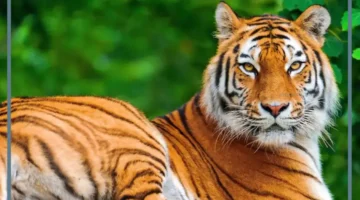 الفرار من النمر في المنام