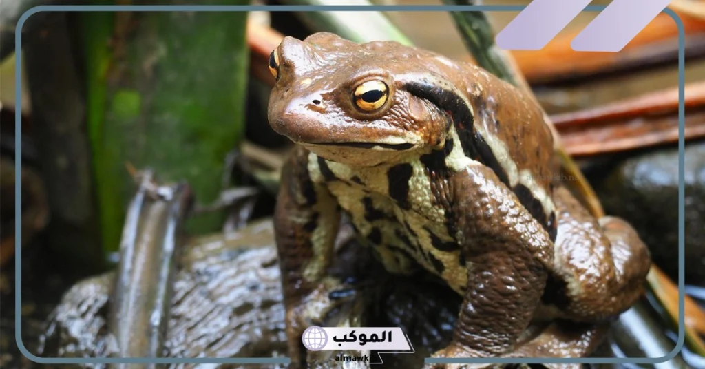 دورة حياة الضفدع ومدة حياته.. مقارنة بين دورة حياة الجمل والضفدع 5 الفرق بين دورة حياة الضفدع والجمل