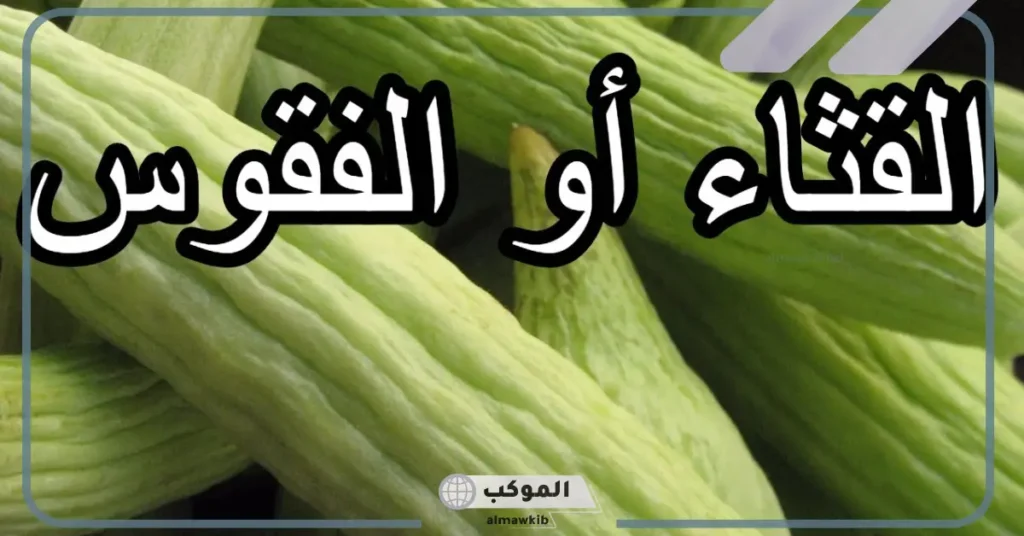 فوائد القثاء في الطب النبوي