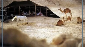 المدينة والبادية