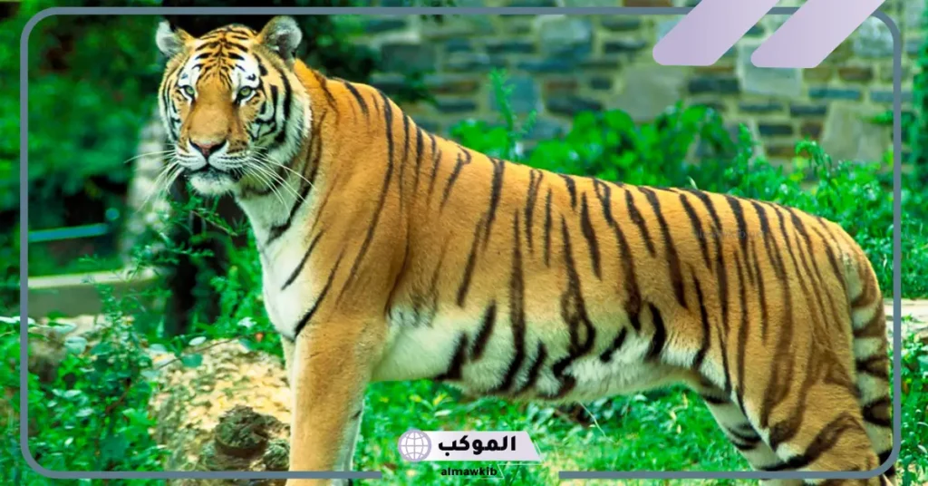 النمر في المنام للرجل