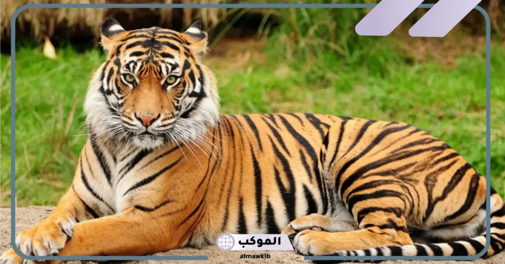 تفسير حلم الهروب من النمر في المنام للإمام الصادق وابن شاهين 6 هجوم النمر في المنام للمتزوجة