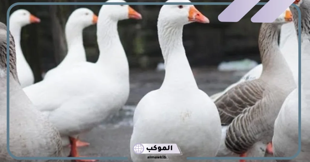 انواع الوز المهاجر في مصر.. الفرق بين الوز والبط 5 انواع الوز في مصر