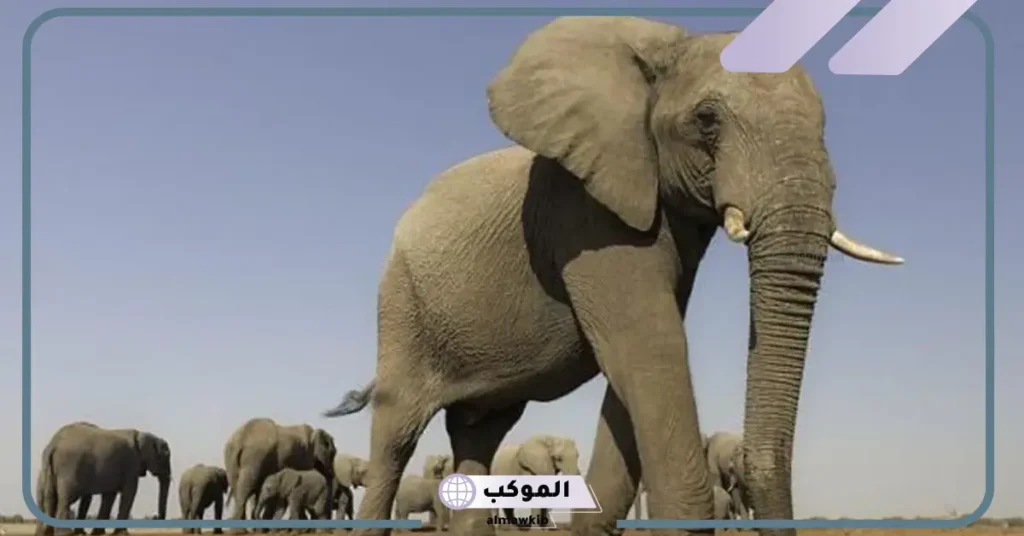 تفسير رؤية حلم الفيل في منام المرأة العزباء والمتزوجة لكبار العلماء 5 رؤية الفيل في المنام للعزباء