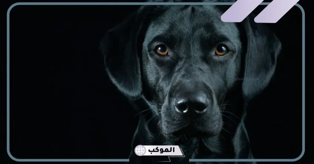 تفسير حلم الكلاب السوداء للمتزوجة والأرملة والمطلقة في المنام 5 رؤية الكلاب السوداء في المنام والخوف منها للعزباء