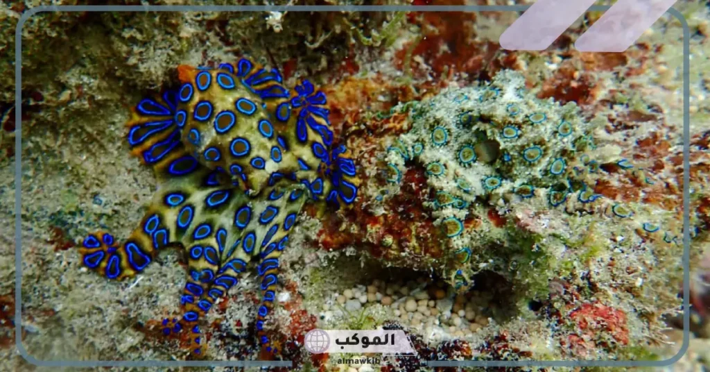 أنواع التمويه عند الحيوانات