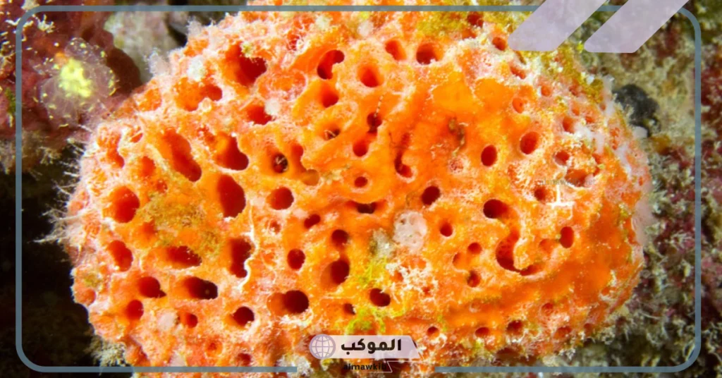 التغذية في الاسفنجيات وأنواعها.. تكاثر الإسفنجيات 6 فوائد الإسفنجيات