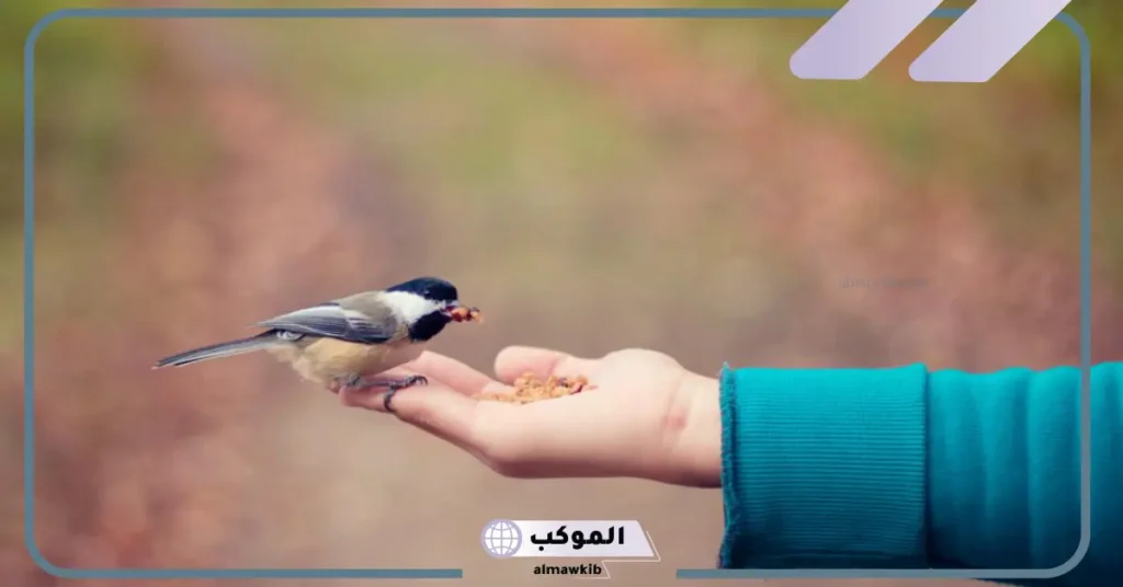 الحلم بعصفور لابن سيرين