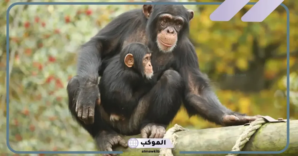 هجوم القرود في المنام للمطلقة