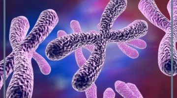 تنفصل الكروموسومات اثناء الانقسام المتساوي في الطور