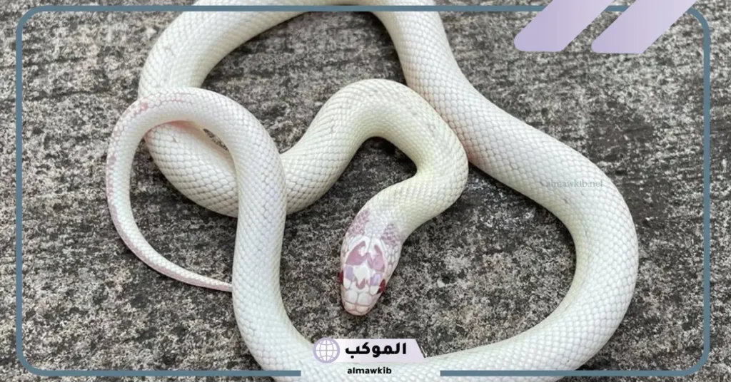 تفسير حلم الأفعى البيضاء في البيت للمطلقة