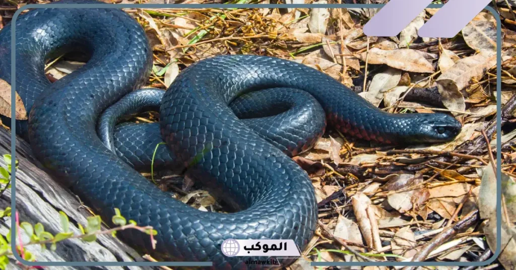 تفسير رؤية الحلم بثعبان أسود في المنام للعالم ابن سيرين 6 رؤية الثعبان الأسود في المنام للمتزوجة