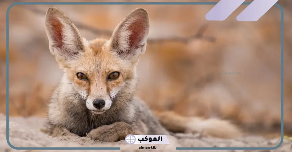 أسماء حيوانات تعيش في الصحراء غير الجمل 5 حيوان يعيش في رمال الصحراء