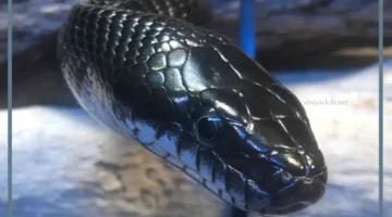 حلم ثعبان اسود للبنت