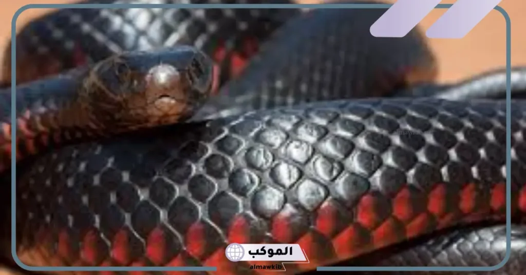 تفسير رؤية الحلم بثعبان أسود في المنام للعالم ابن سيرين 5 الثعبان الأسود في المنام للعزباء