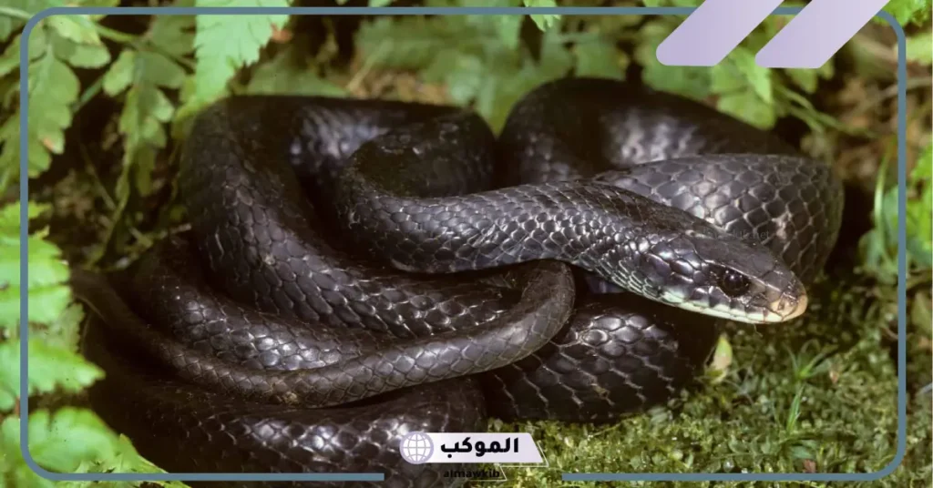 تفسير رؤية الحلم بالثعبان الأسود في المنام للمتزوجة لكبار العلماء 6 رؤية الثعبان في المنام للمتزوجة