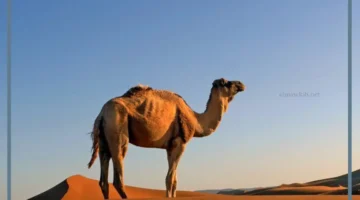 حيوان صحراوي