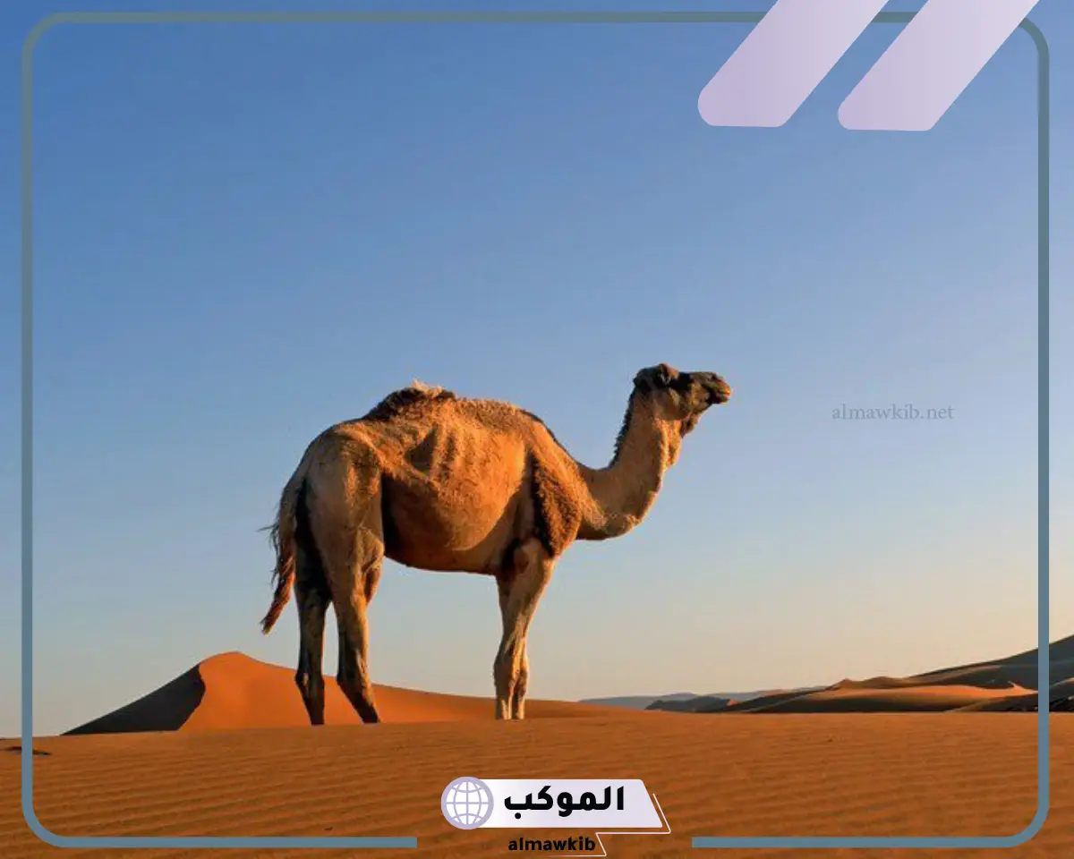 حيوانات تعيش في الصحراء