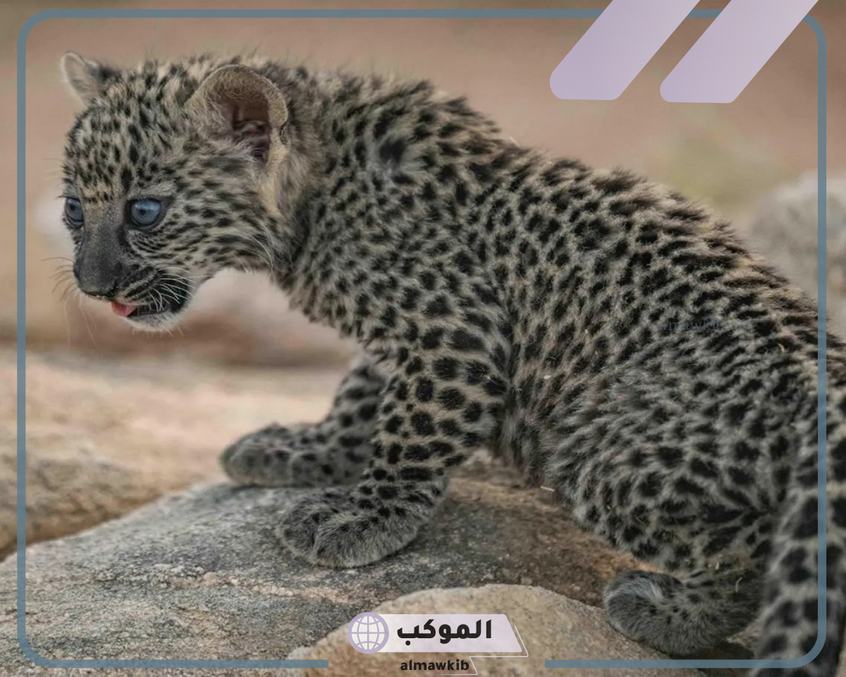 الحيوانات المهددة بالانقراض في السعودية بالتفصيل