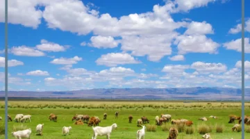 حيوانات الأرض العشبية