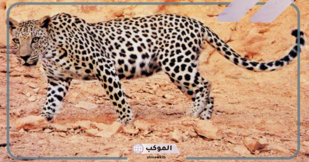 أنواع الحيوانات المهددة بالانقراض في السعودية والطيور 6 جهود المملكة في الحفاظ على الحيوانات المهددة بالانقراض