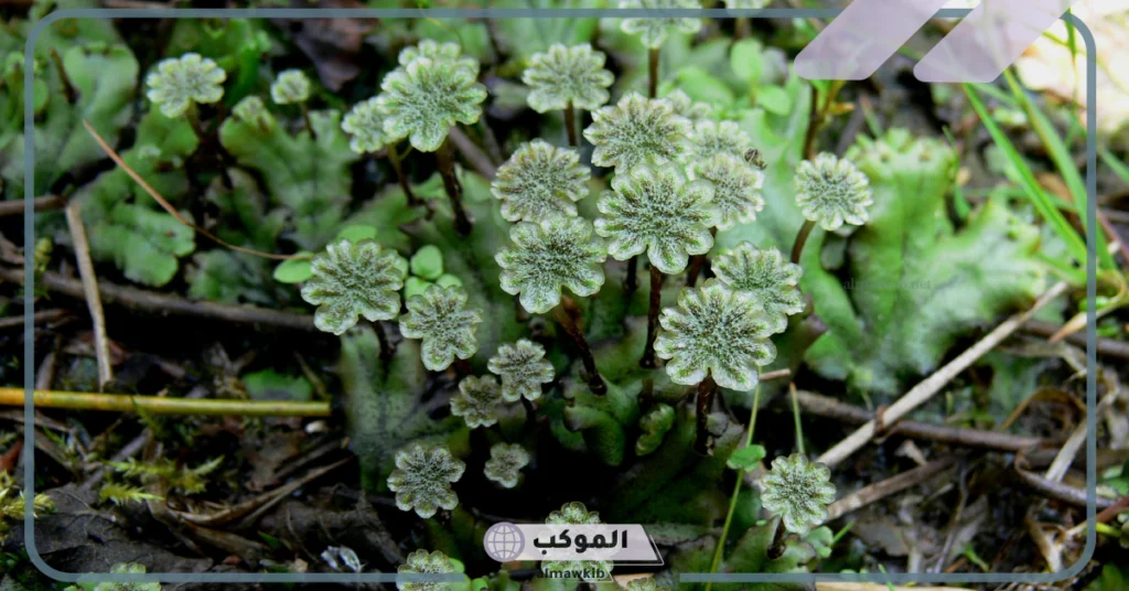 أمثلة على نباتات لا وعائية 