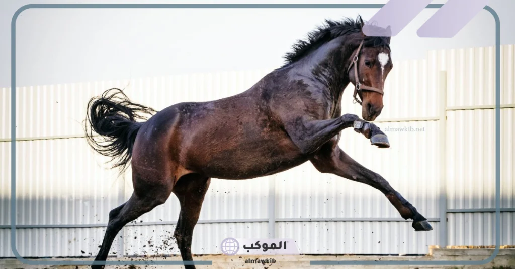 ما الذي يجعل خيول ثوروبريد فريدة من نوعها؟ أنواع خيول السباق 5 مواصفات خيول السباق
