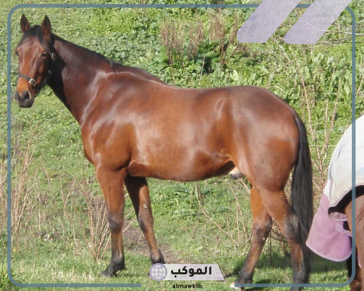 خيول ثوروبريد ومعلومات عنها