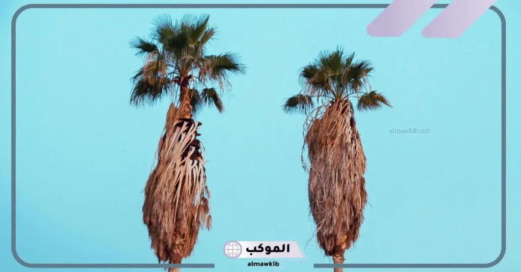 رمز رؤية النخل في المنام للمتزوجة والعزباء للعالم ابن سيرين 6 رؤية النخل في المنام للمتزوجة