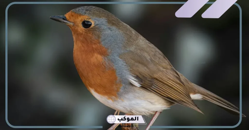 تفسير حلم العصفور في اليد للمتزوجة