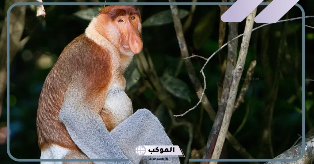 رؤية القرد في المنام للعزباء