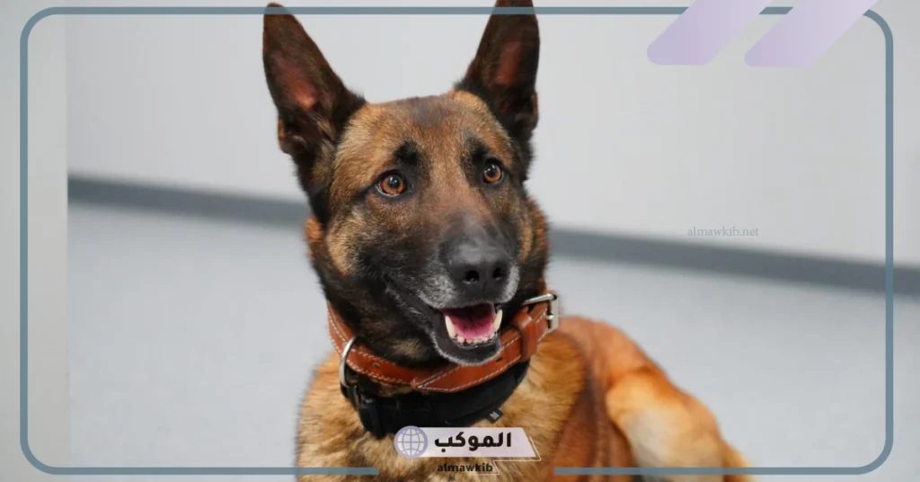 فوائد الكلاب 