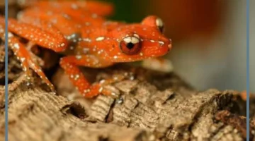 دورة حياة الضفدع