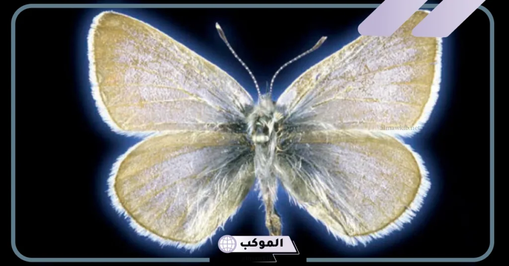 معلومات عن دورة حياة الفراشة للأطفال والكبار.. مدة حياة الفراشة 5 دورة حياة الفراشةمدة حياة الفراشة