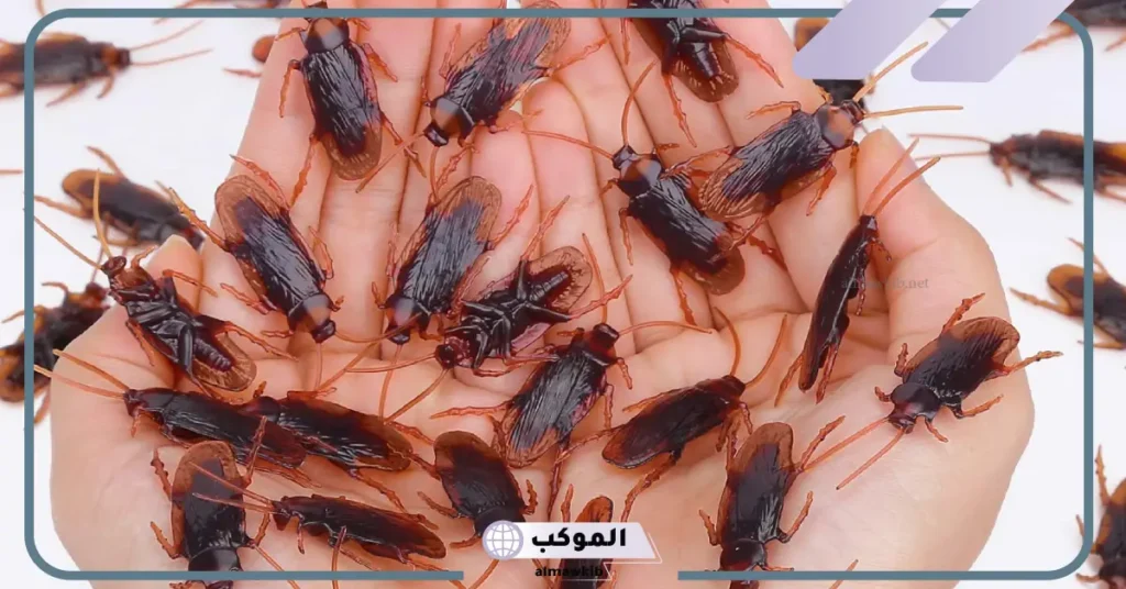 قتلت الصرصور في المنام للعزباء