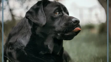 رمز كلاب سوداء