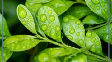 سمات ورقة النبات