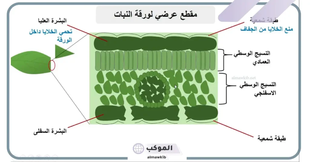 وظائف الساق